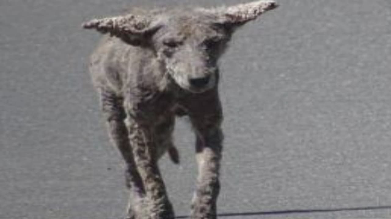 ‘Coyotes zombies’ son vistos en varios suburbios de Chicago