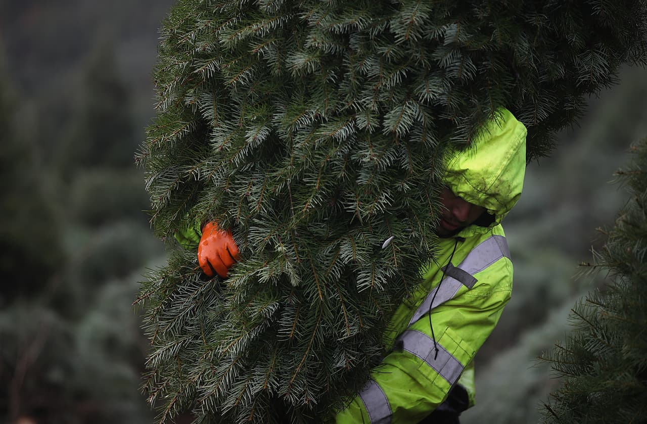 Los árboles de navidad recién cortados en la base se agrupan manualmente y luego serán levantados por un helicóptero. La granja Holliday Tree Farms funciona en esta zona desde 1952.