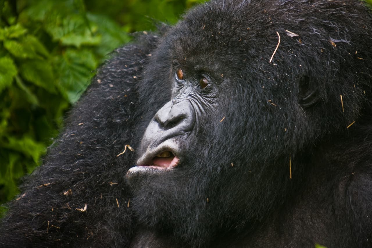 Este gorila de montaña parece expresar con muecas su desaprobación por la lluvia, en el Parque Nacional de Virunga, Ruanda
<b>. Josef Friedhuber / CWPA / Barcroft</b>
