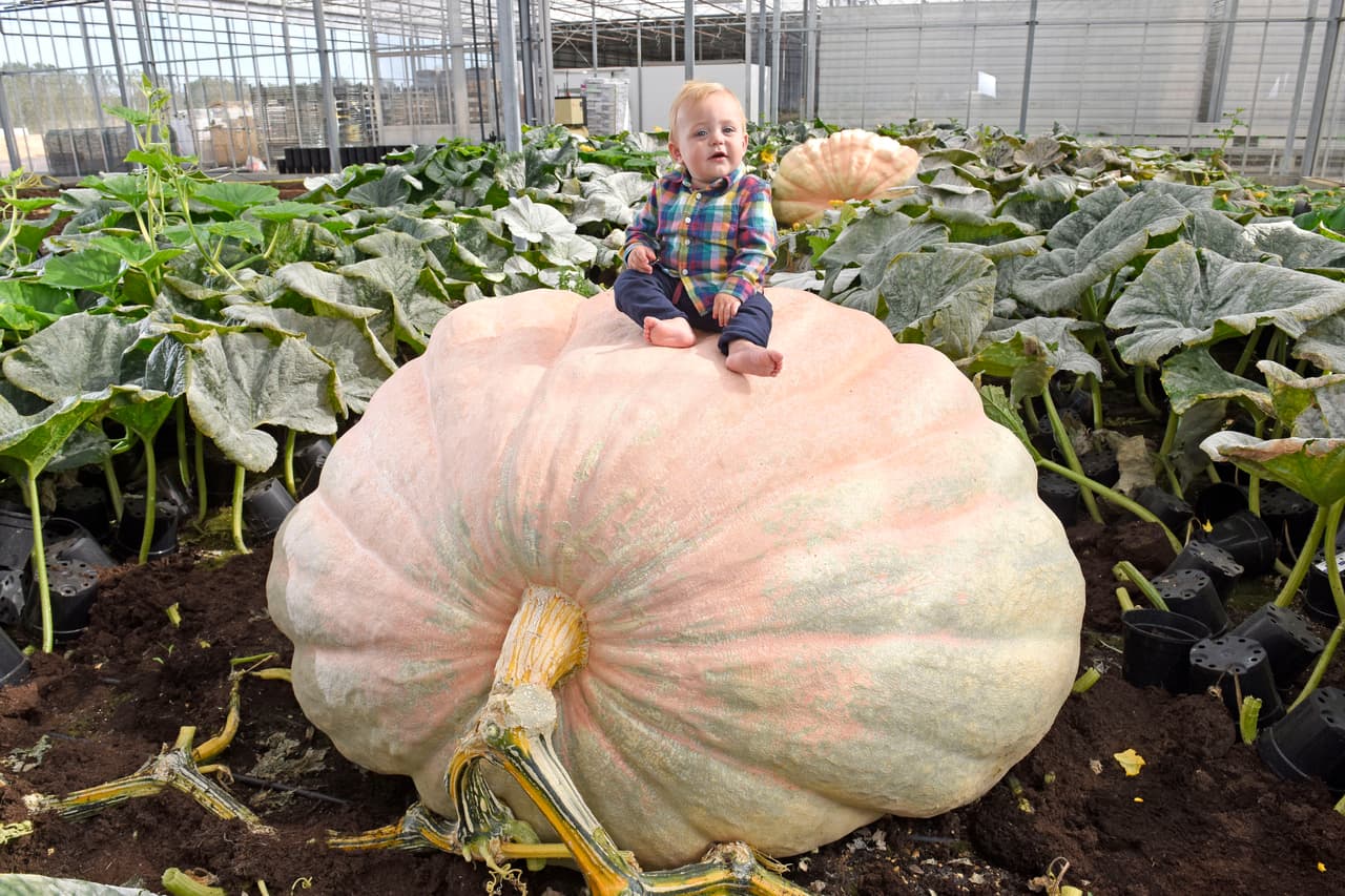 En el 2014, su fruto de 1884 libras es cosa del pasado, o al menos eso quieren.