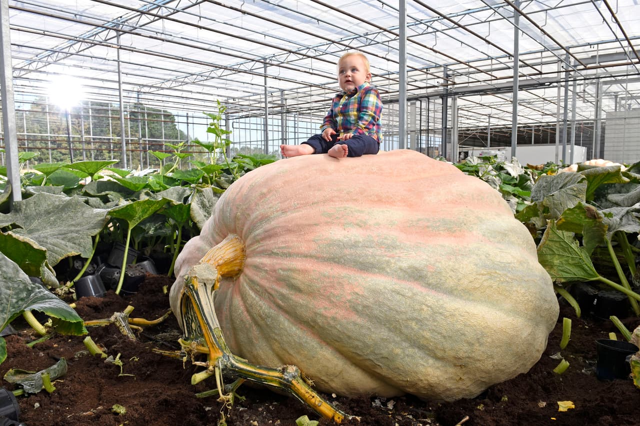 ¡Calabaza para todos! Unos gemelos esperan romper un récord gracias al fruto que han cosechado.