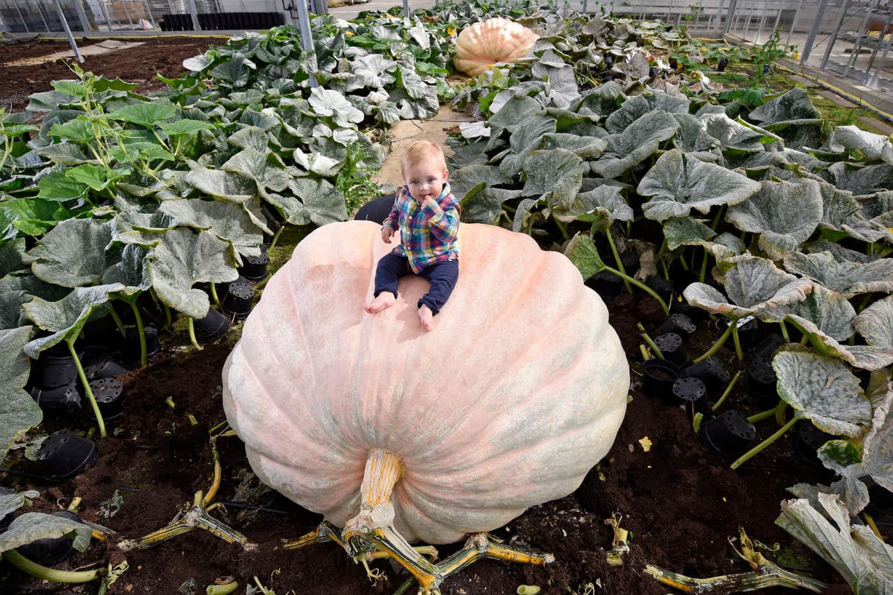 Ian y Stuart Paton quieren que su gigantesca calabaza rompa su propio récord.
