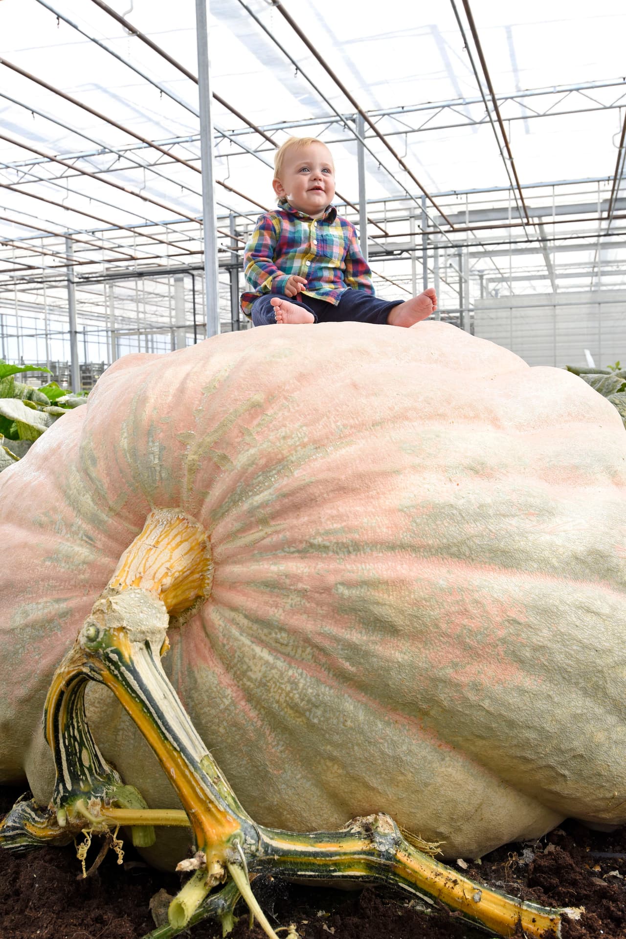 La calabaza tiene 5.6 pies de alto, simplemente enorme.