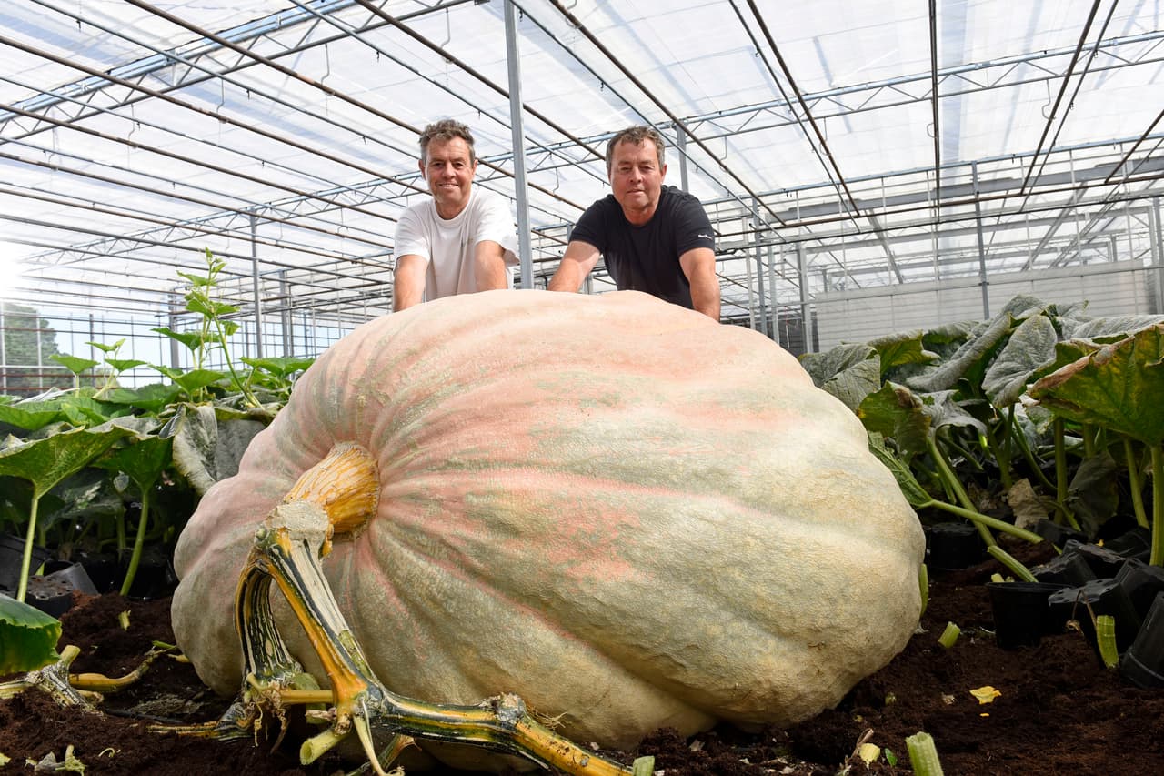 Unos hermanos pretenden romper el récord de la calabaza más grande en Inglaterra.