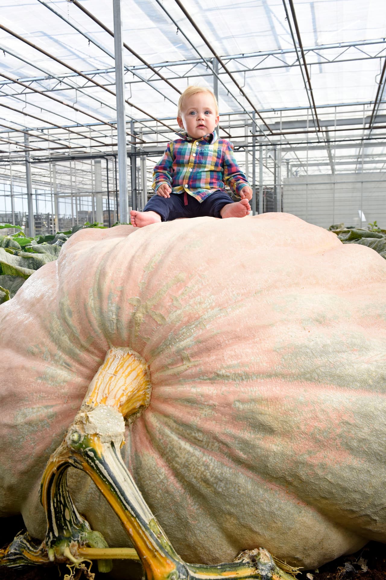 El contendiente magnífico de este año tiene una circunferencia de 17.7 pies.