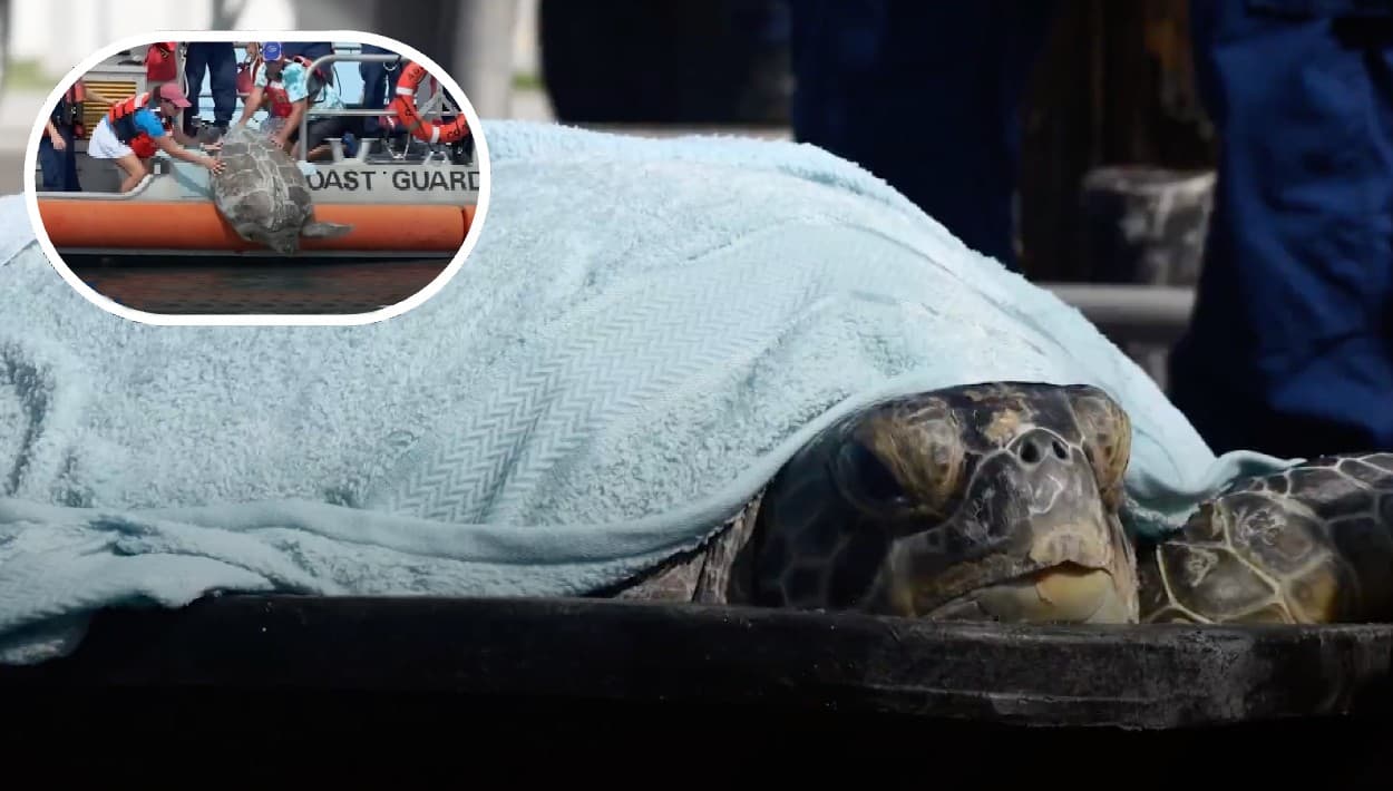 Una tortuga "valiente": la fuerte lucha de Cooter B que le permitió regresar a las aguas de Florida