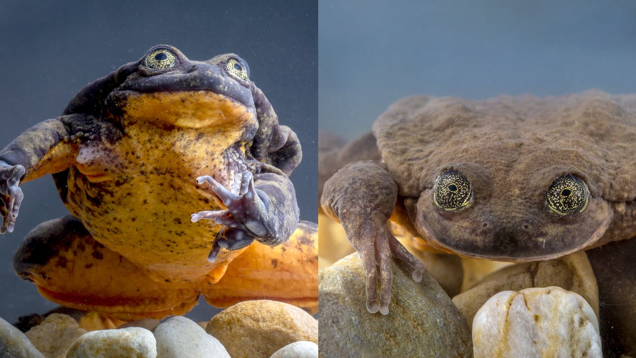 Romeo ya tiene a su Julieta: encuentran pareja a "la rana más sola del mundo" 🐸💚🐸