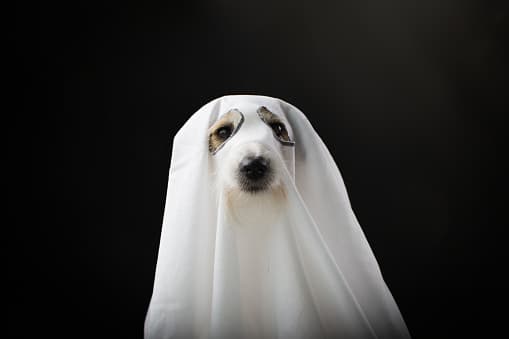 No todas las mascotas tolerarán usar un disfraz o collar adornado. Haga que su mascota participe en la diversión de Halloween brindándole un regalo temático festivo para que disfrute.