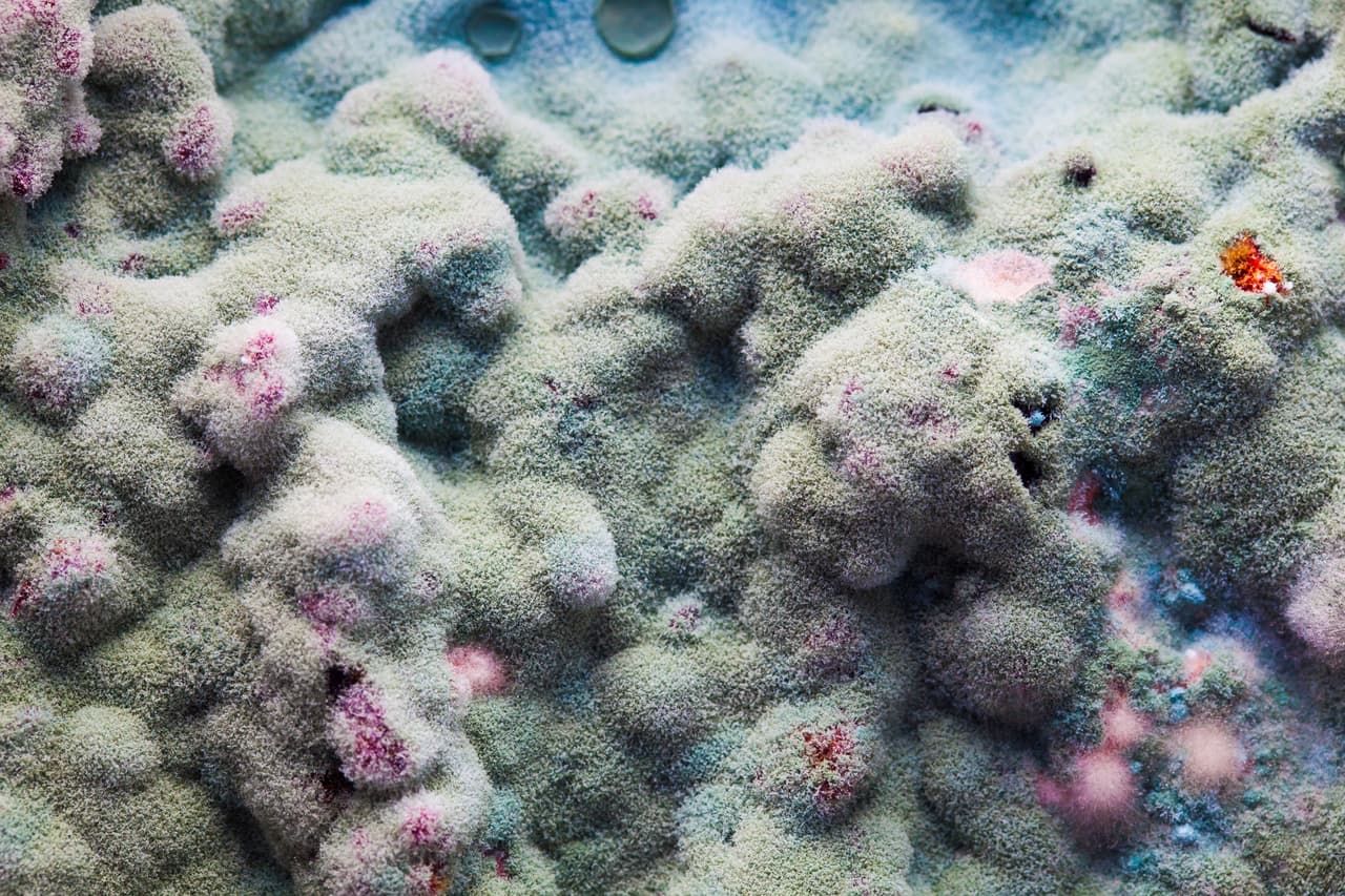 ¿Un bello paisaje coralino? No. un alimento completamente cubierto de moho. Hasta el infortunio gastronómico tiene su belleza.