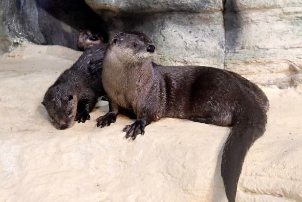 Las nutrias Jack y Kate nacieron el pasado 23 de febrero, pero hicieron su presentación este viernes 12 de mayo.
<br>