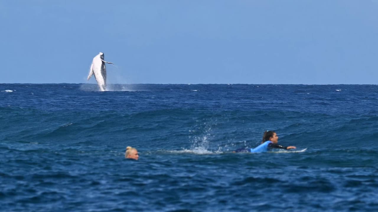 Ballenas ‘participan’ en surf en los Juegos Olímpicos de Paris 2024