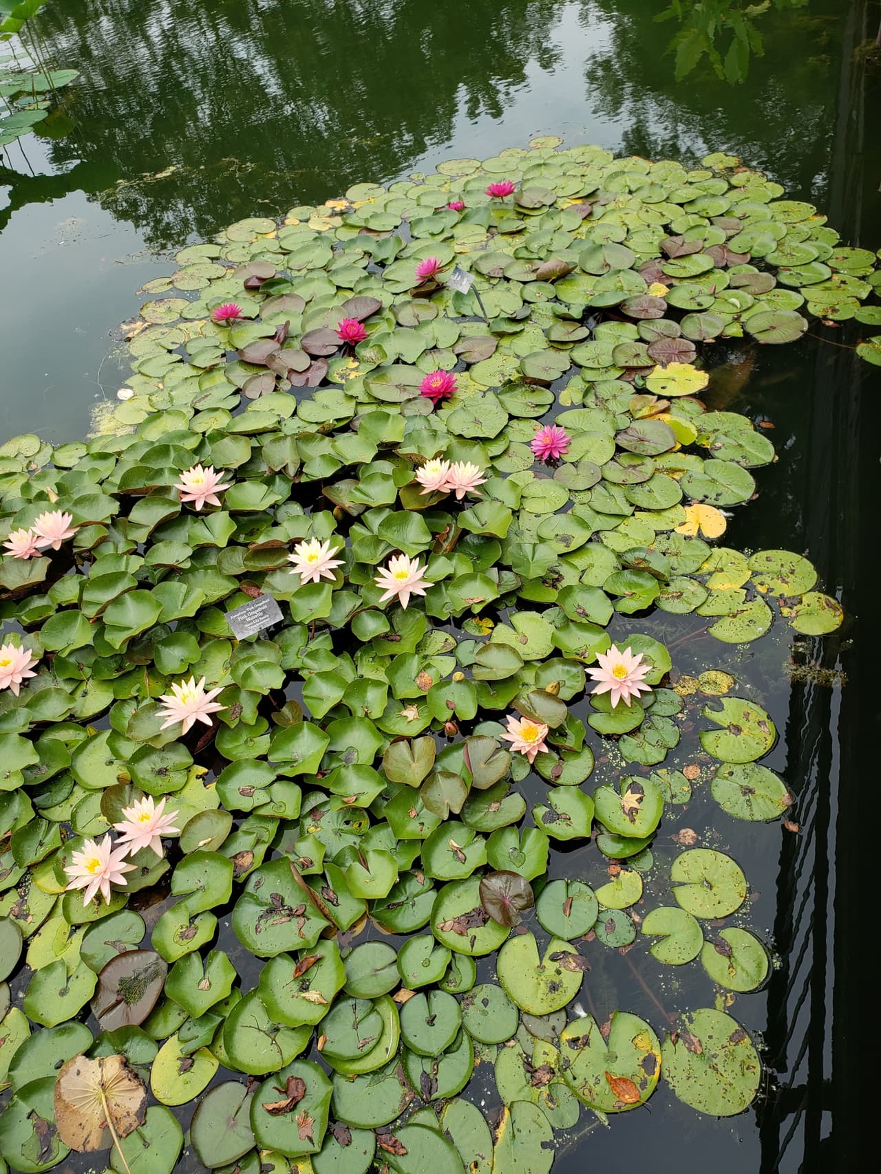 Abierto todo el año para disfrutar de diferentes plantas, flores, cascadas y más.