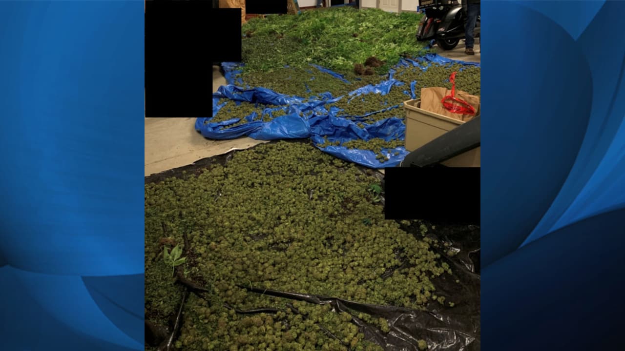 Las autoridades también incautaron material para empacar droga y vásculas. El valor total del decomiso supera los 706,000 dólares, informaron las autoridades.