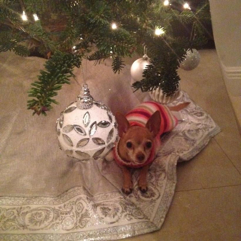 Sin duda, Honey Berry fue muy feliz y apachada por su dueña y por todos los que la conocieron. Ella seguirá viviendo en los corazones de la familia de Despierta América.