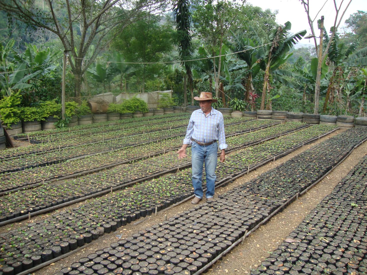 Desde que Nicolás Maduro llegó al poder en 2013 hasta 2018, la producción de café cayó 42% en Venezuela.