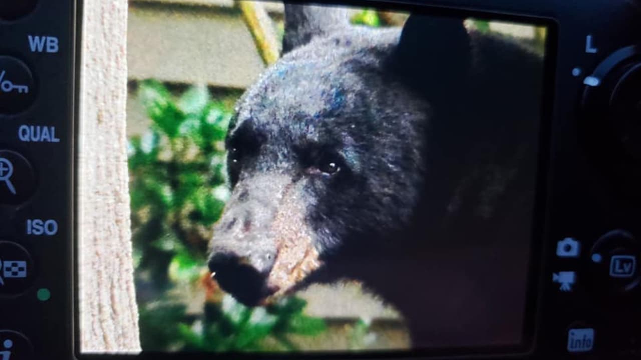 Varios residentes de la zona llamaron al 911 para notificar la presencia del oso en el vecindario.