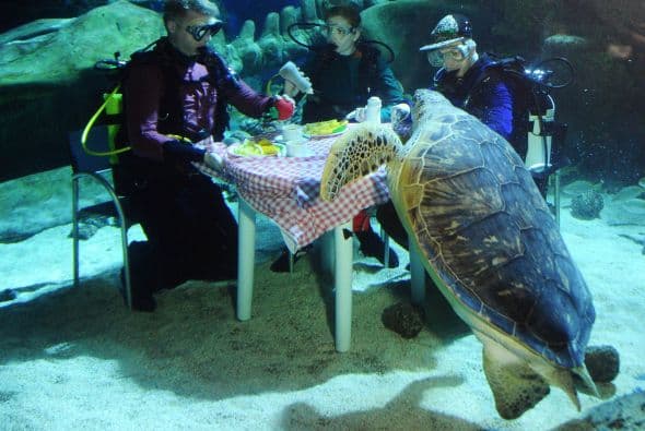 En la cena se pudo observar como los comensales disfrutaron de sus alimentos y además convivieron con las especies marinas.Una de las tortugas incluso se veía como si estuviera disfrutando del platillo.