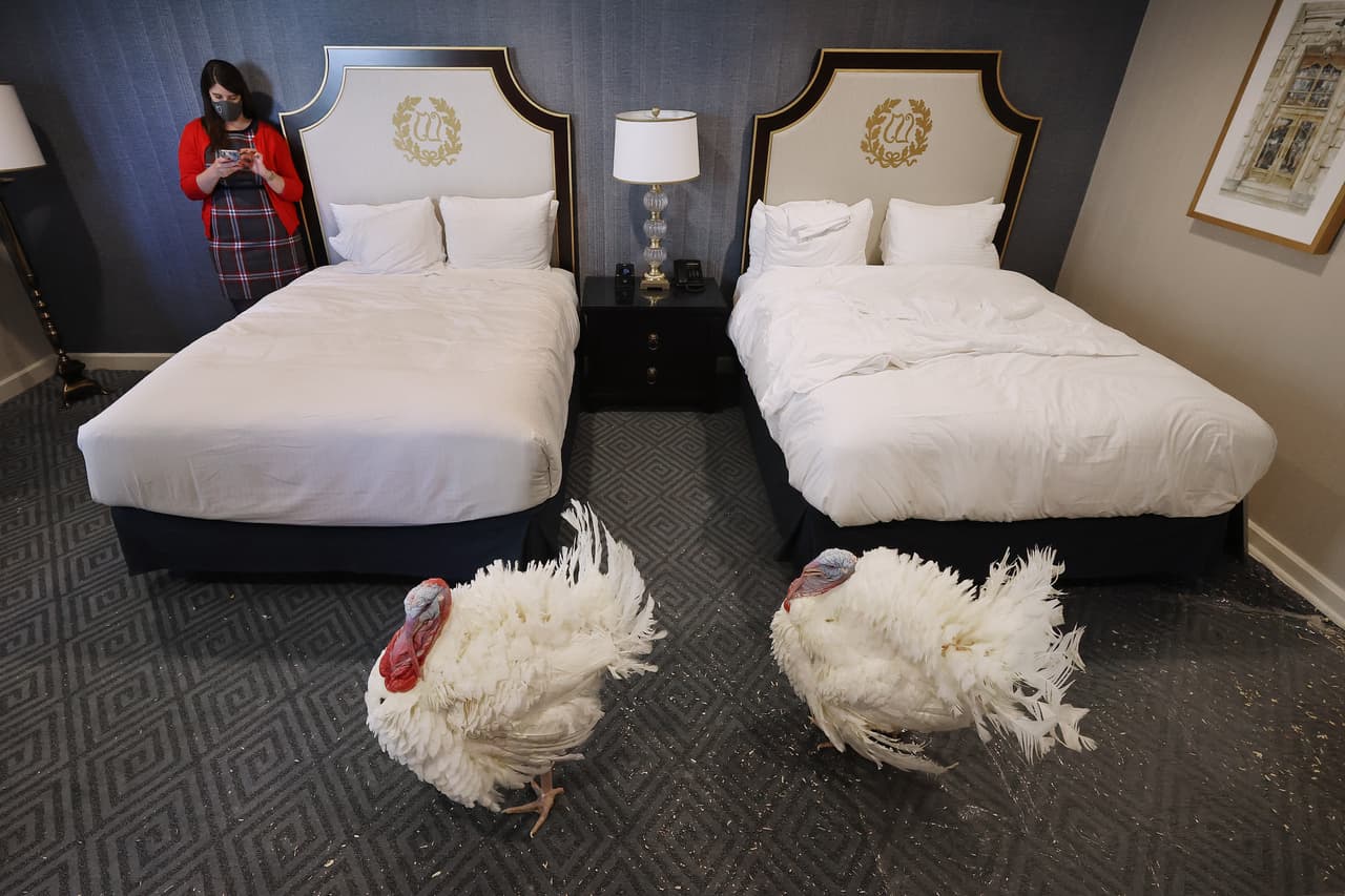 ‘Maíz’ y ‘Mazorca’ fueron llevados a la habitación de un hotel en Washington DC el 23 de noviembre de 2020. El alojamiento de las aves en un cómodo hospedaje antes del 'perdón' es parte de la peculiar costumbre presidencial en la víspera del día de Acción de Gracias, y esto no cambió por la pandemia del coronavirus.