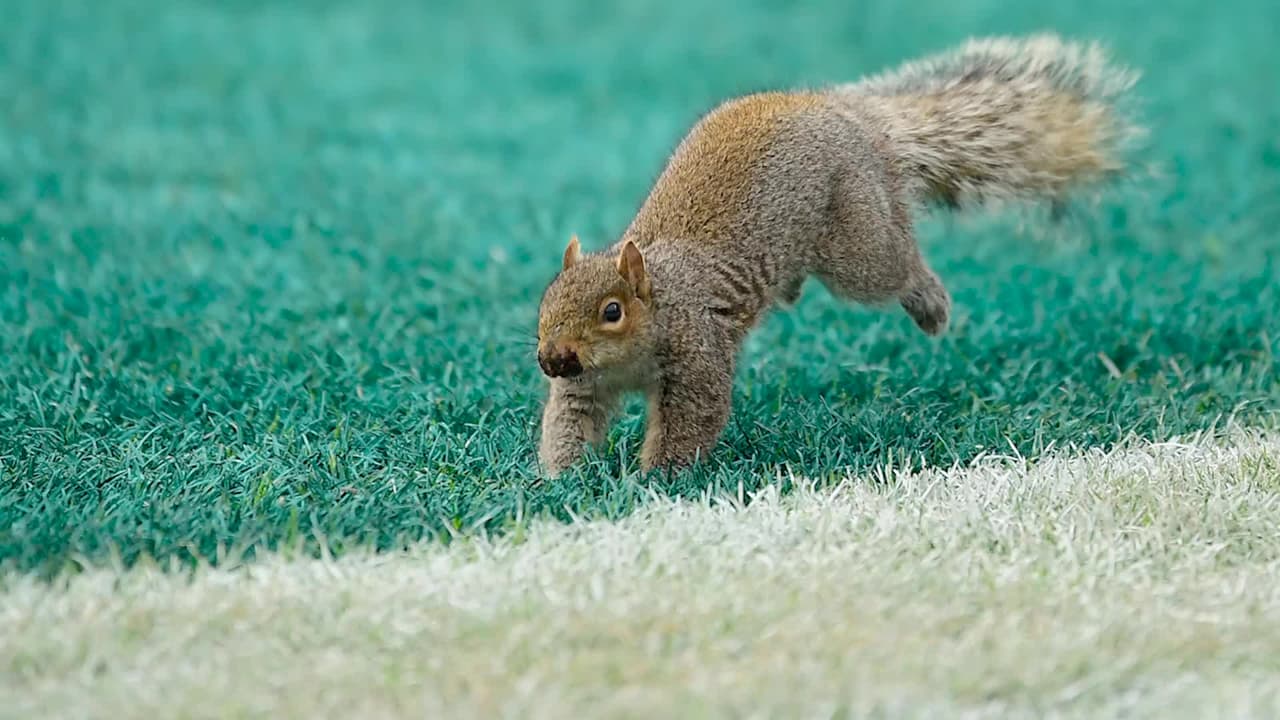 Estos roedores no son tan conocidos como nos gustaría a pesar de ser muy numerosos, ya que al ser tan rápidos pasan por delante nuestra casi sin darnos cuenta y no les prestamos mucha atención.