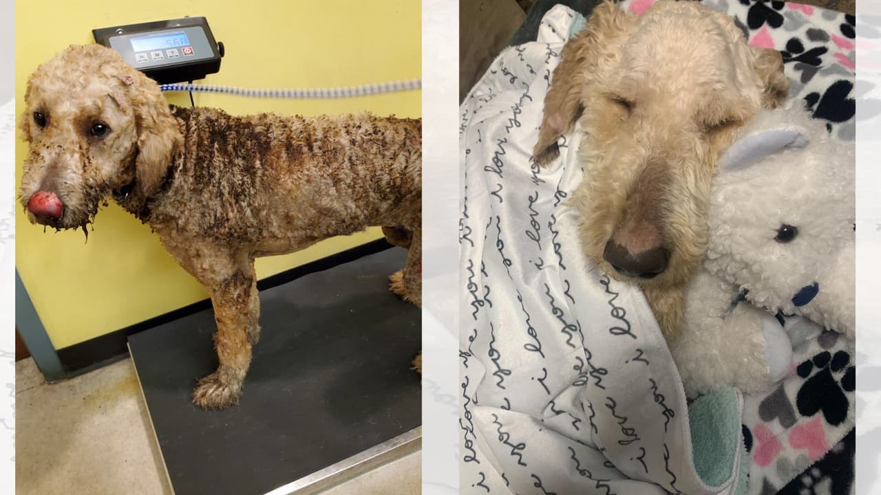 El labradoodle incendiado en DeKalb se recupera mientras se busca a los responsables