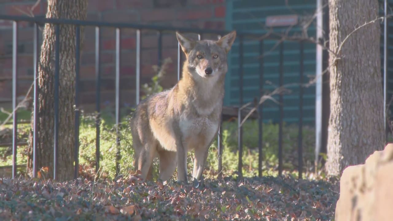 La tarde del miércoles 14 de febrero, un equipo de Noticias 23 logró localizar al coyote, presunto responsable de los recientes ataques a niños en Parque Parkway Central en Arlington.