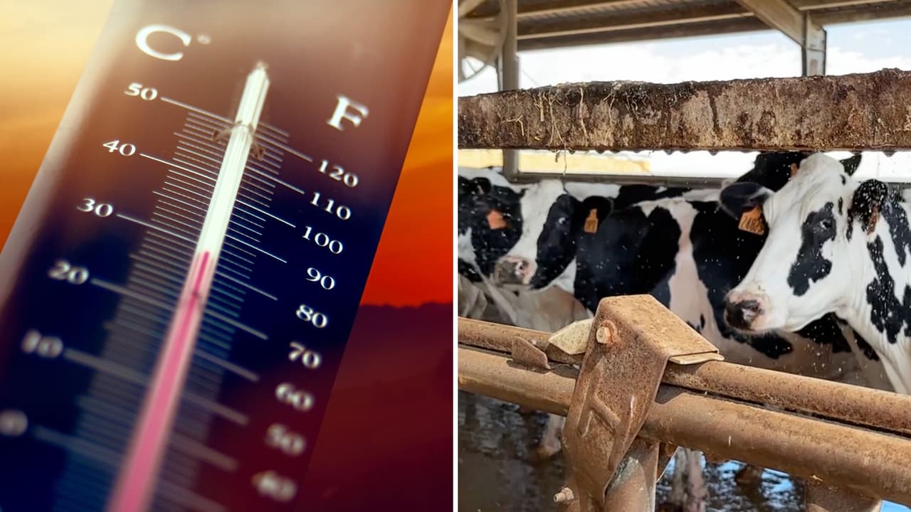 “Les truenan los pulmones”: Esto es lo que provoca el calor extremo en animales de ganado en California