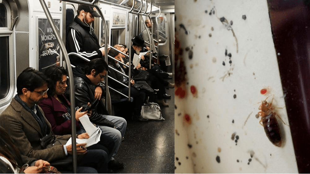 Plaga de chinches provoca retrasos en el subway de Nueva York