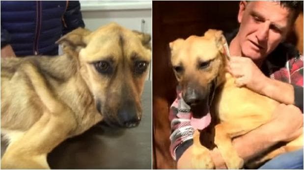 Perrita "Barilla" va del abandono a la gloria