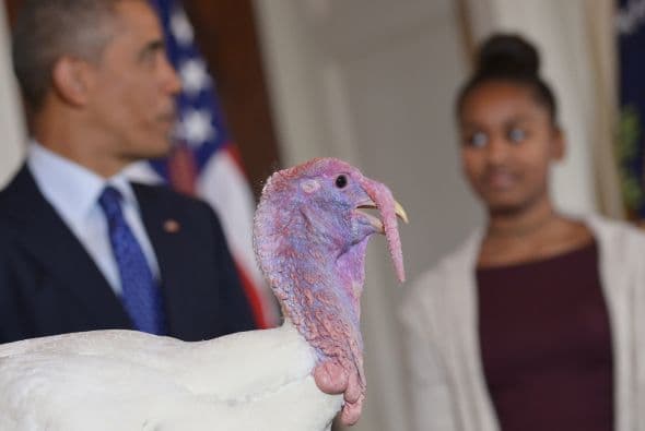 En esta ocasión 'Cheese' fue el afortunado pavo ganador de este año, el cual fue elegido a través de una votación.