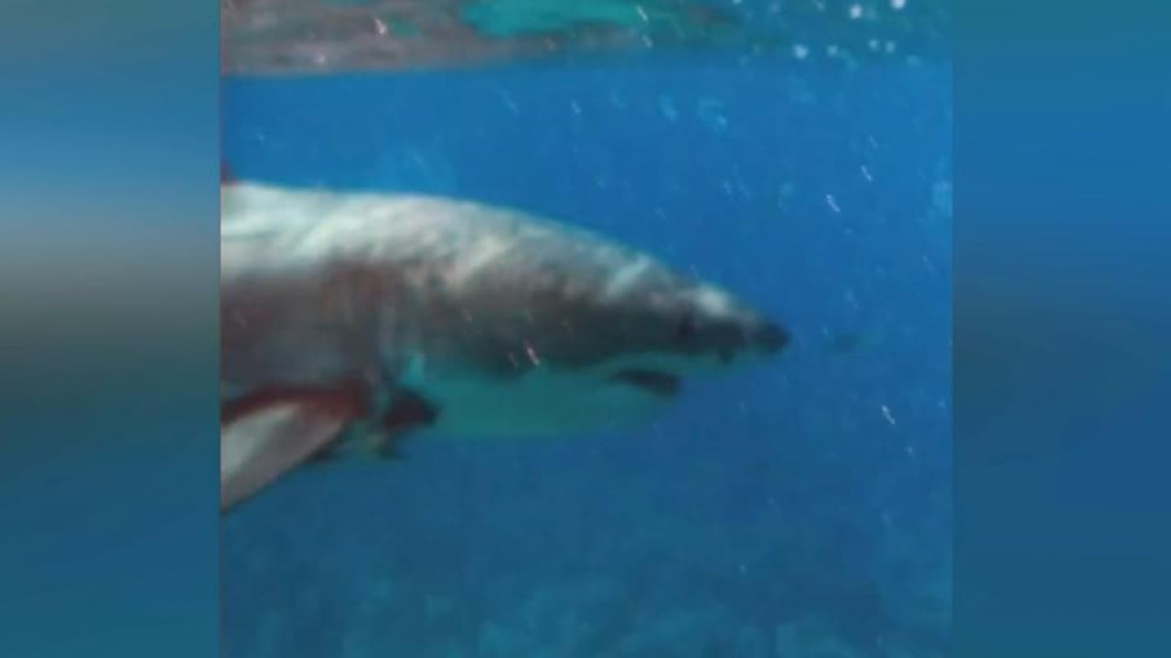 Tiburón blanco sorprende a turistas cerca de Islamorada
