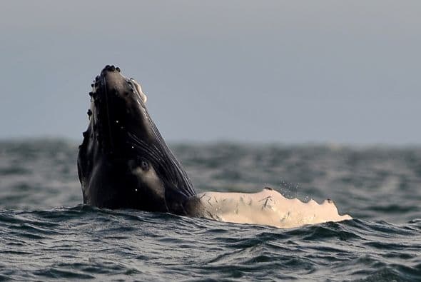 Al concretarse el ingreso de Colombia a la Comisión, que se realizaría en junio o la fecha de la próxima reunión de la CBI en Inglaterra, donde está su sede; Venezuela sería el único país en Sudamérica que faltaría por oficializar su entrada al grupo, según Schvartzman.