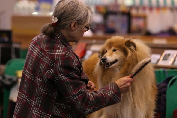 Antes de presentarlos ante los jueces, sus dueños los peinan, limpian y consienten mucho.