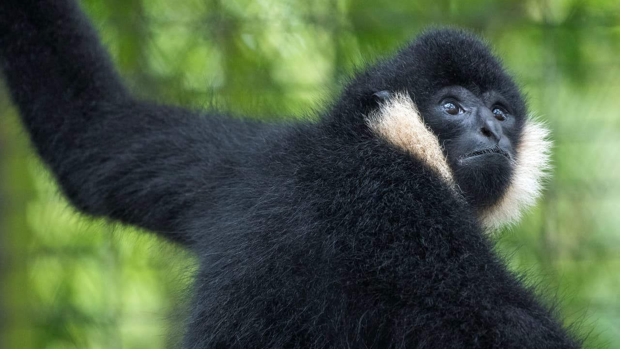 La elección del horario permite que no haya acumulación de personas en el zoológico.