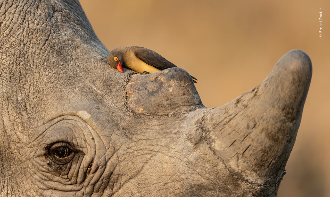 «Amigos mutuos», de Ernest Porter (Sudáfrica) se alzó con la mención de honor en la categoría de comportamiento de aves.
<br>
<br>El fotógrafo capturó el momento exacto en que un picabueyes se limpia el pico contra la piel de un rinoceronte bajo la suave luz de la tarde.
<br>
<br>Mientras buscaba fauna salvaje en la reserva, Ernest observó un grupo de rinocerontes blancos acompañados de picabueyes de pico rojo, que se alimentaban de los insectos que infestaban la piel de los animales. Se fijó en un rinoceronte que presentaba un sutil anillo azul en el ojo, el cual se convirtió inmediatamente en su musa particular.En suajili, el picabueyes de pico rojo recibe el nombre de askari wa kifaru, que se traduce como «el guardián del rinoceronte». 
<br>
<br>Estas aves actúan como centinelas, emitiendo llamadas de alerta para avisar a sus anfitriones de la proximidad de otros animales peligrosos.La fotografía fue tomada en la Reserva de Caza Manyeleti, en Mpumalanga, Sudáfrica.