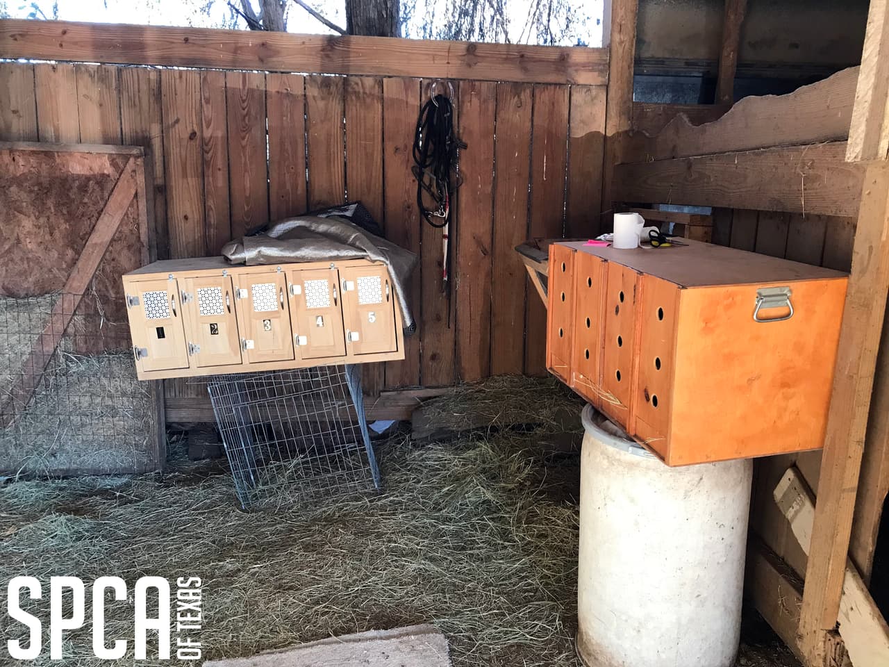 “Muchos de los gallos parecían estar gravemente heridos”, reportó la Sociedad Protectora de Animales de Texas.
<br>