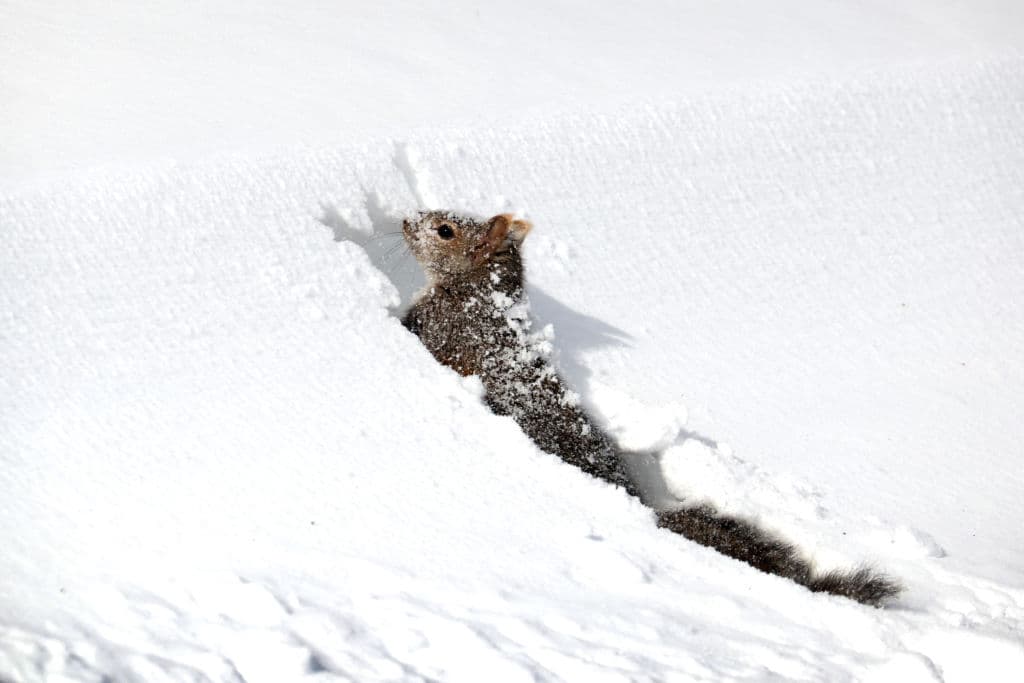 Una ardilla intenta caminar a través de la nieve el 16 de febrero de 2021.
