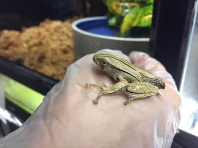 También nacieron 40 ranas orejas de Borneo.