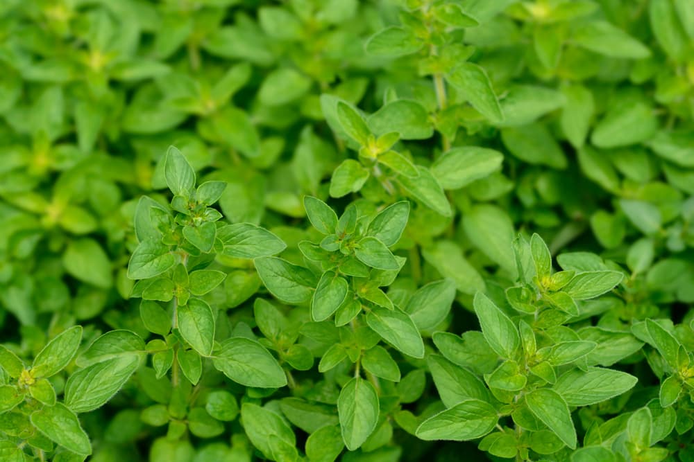 Dicen que los griegos llamaban a esta planta como 'la alegría de la montaña', porque es uno de los antibióticos más naturales que existe. Cuenta con innumerables usos y beneficios para el cuerpo.