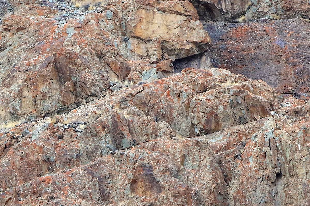 <b>Prueba otra vez con este leopardo camuflado</b>
<br>La imagen anterior no es la única de aquella expedición en la que hay un leopardo de las nieves camuflado. En esta, tomada por un compañero de Van Dyke,
<a href="https://www.wildimages-phototours.com/leader/mark-beaman-photography-tour-leader/">Mark Beaman</a>, también hay un felino escondido.