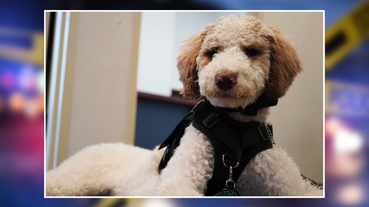 La Policía de Tampa tiene un nuevo perro de apoyo emocional certificado