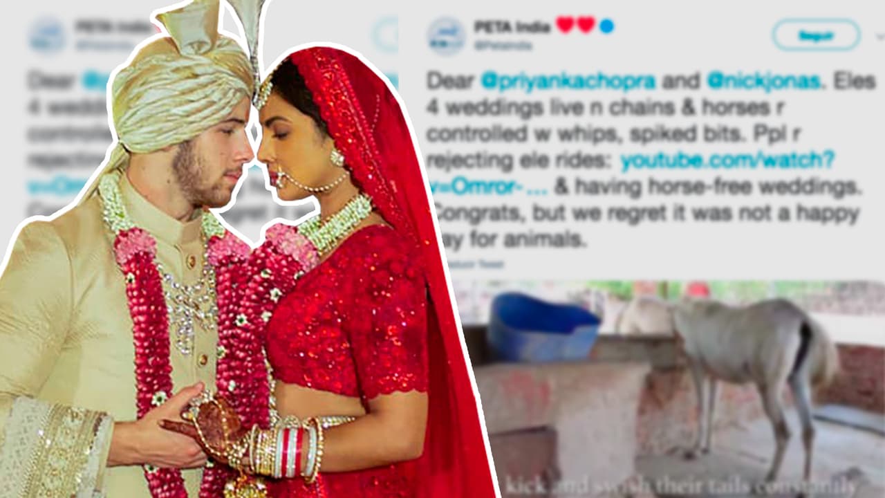 Acusan a Priyanka Chopra y Nick Jonas de crueldad animal durante su boda