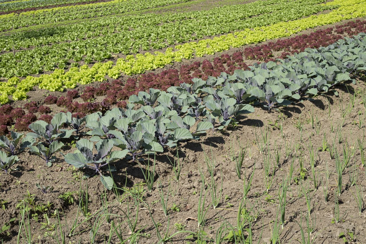 Otro aspecto interesante de la Luna llena tiene que ver con las siembras y las cosechas. Así vemos que los signos de fuego (Aries, Leo y Sagitario) se benefician con cultivos que dependen del calor. Los signos de tierra (Tauro, Virgo y Capricornio) se benefician en aquellos cultivos que dependen de las raíces ejemplo hortalizas subterráneas como las zanahorias, remolachas, nabos, cebollas.