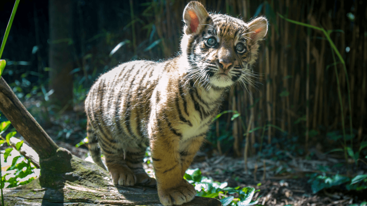 El nuevo inquilino del San Diego Zoo.