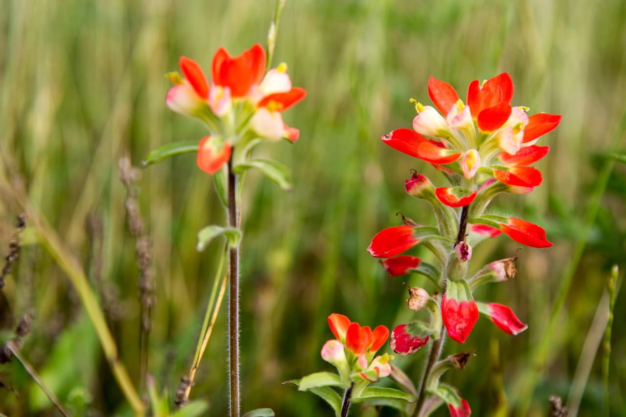 Junto con las Bluebonnets —flor oficial de Texas , en los bosques, autopistas, praderas, senderos y playas texanas se puede apreciar una variada gama de flores silvestres de todos los colores, tamaños y formas durante la primavera.