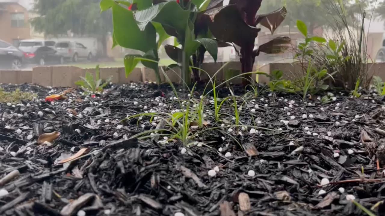 "Eran como piedras", dijo una residente a
<i>Univision 45</i> al momento de enviar esta foto.