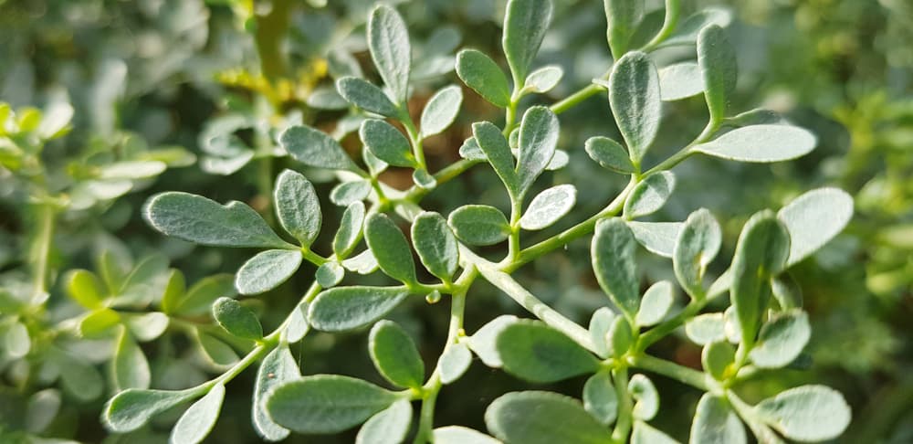 Si la planta comienza a marchitarse, no se preocupe. Es señal de que está comenzando a absorber la mala energía y negatividad y está actuando a nuestro favor. Cuando esto termine, compre otra planta y repita el procedimiento, pues ya cumplió su propósito.