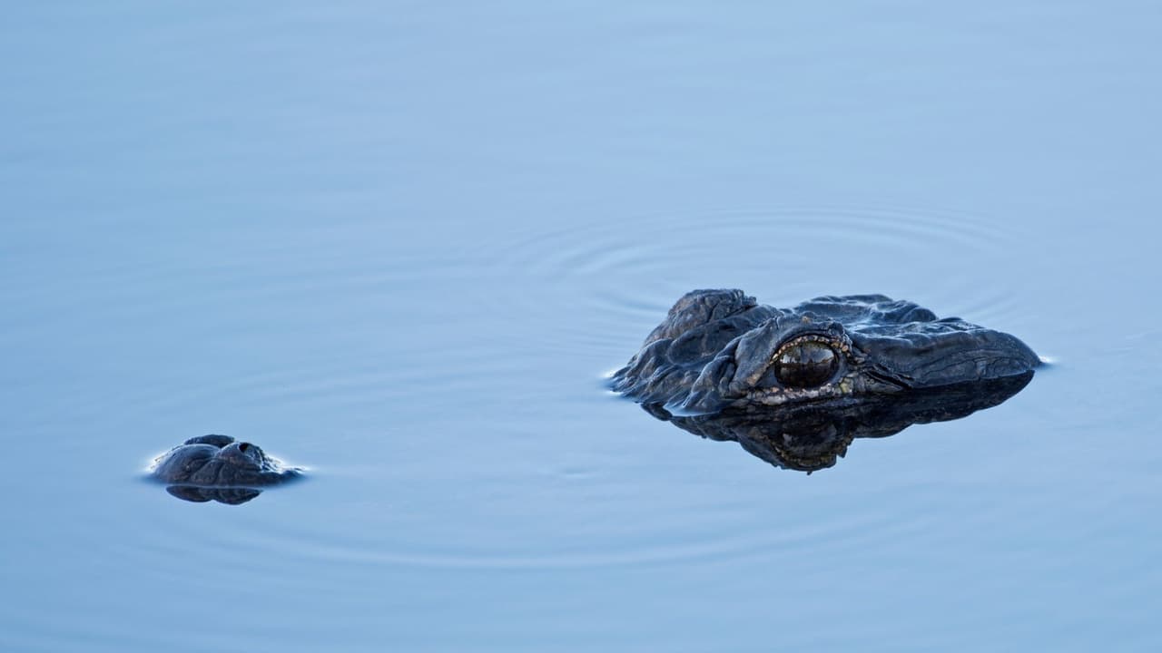 Terror en el estanque: Una mujer de Florida enfrenta a un caimán para salvar a su perro