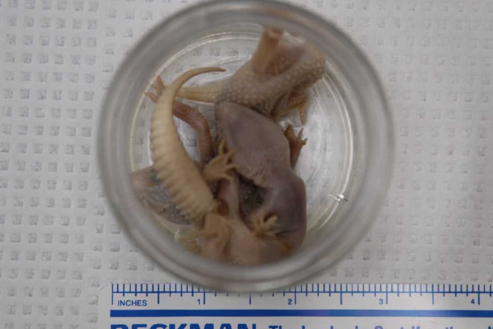 Los animales, conocidos como 'geckos' en inglés, no se encontraban en estado de descomposición, de acuerdo con la demanda.