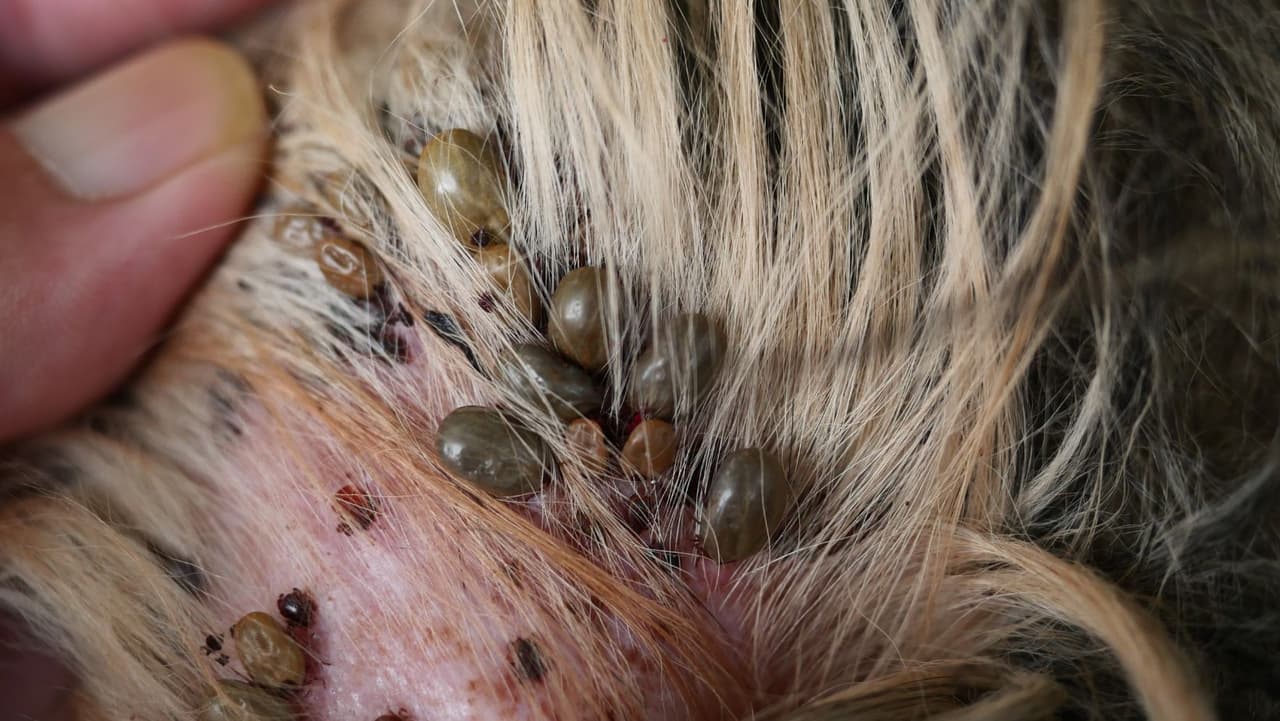 <b>¿Pueden las garrapatas enfermar a tu perro? </b>Sí. Al igual que los humanos pueden contraer enfermedades por las 
<b>picaduras de garrapatas</b>, los perros también pueden hacerlo. Pero no todas las garrapatas transmiten enfermedades: los Centros para el Control y la Prevención de Enfermedades dicen que de las muchas especies de garrapatas diferentes en el mundo, solo unas pocas pican y transmiten enfermedades.
<br>