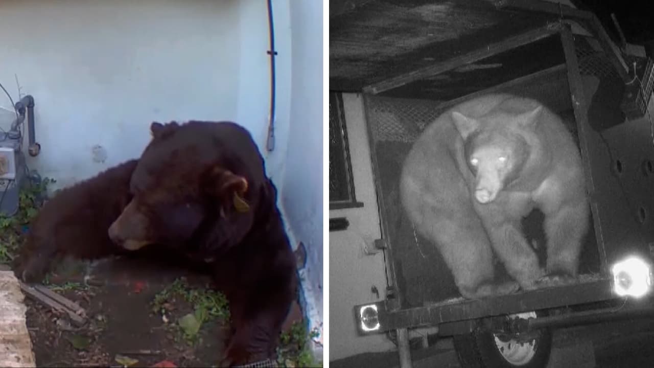 Un oso entró a su casa y no ha podido sacarlo. Las autoridades pusieron una trampa pero agarraron a otro